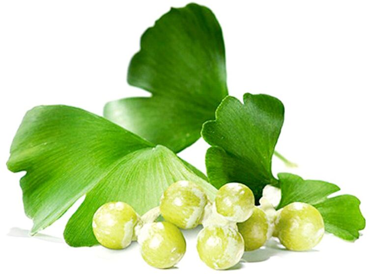 Les feuilles de Ginkgo biloba améliorent la circulation sanguine dans les tissus péniens