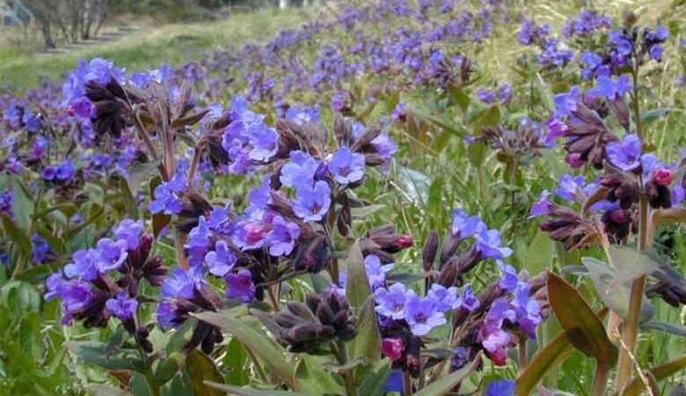Pulmonaria pour préparer une infusion qui favorise l'agrandissement du pénis